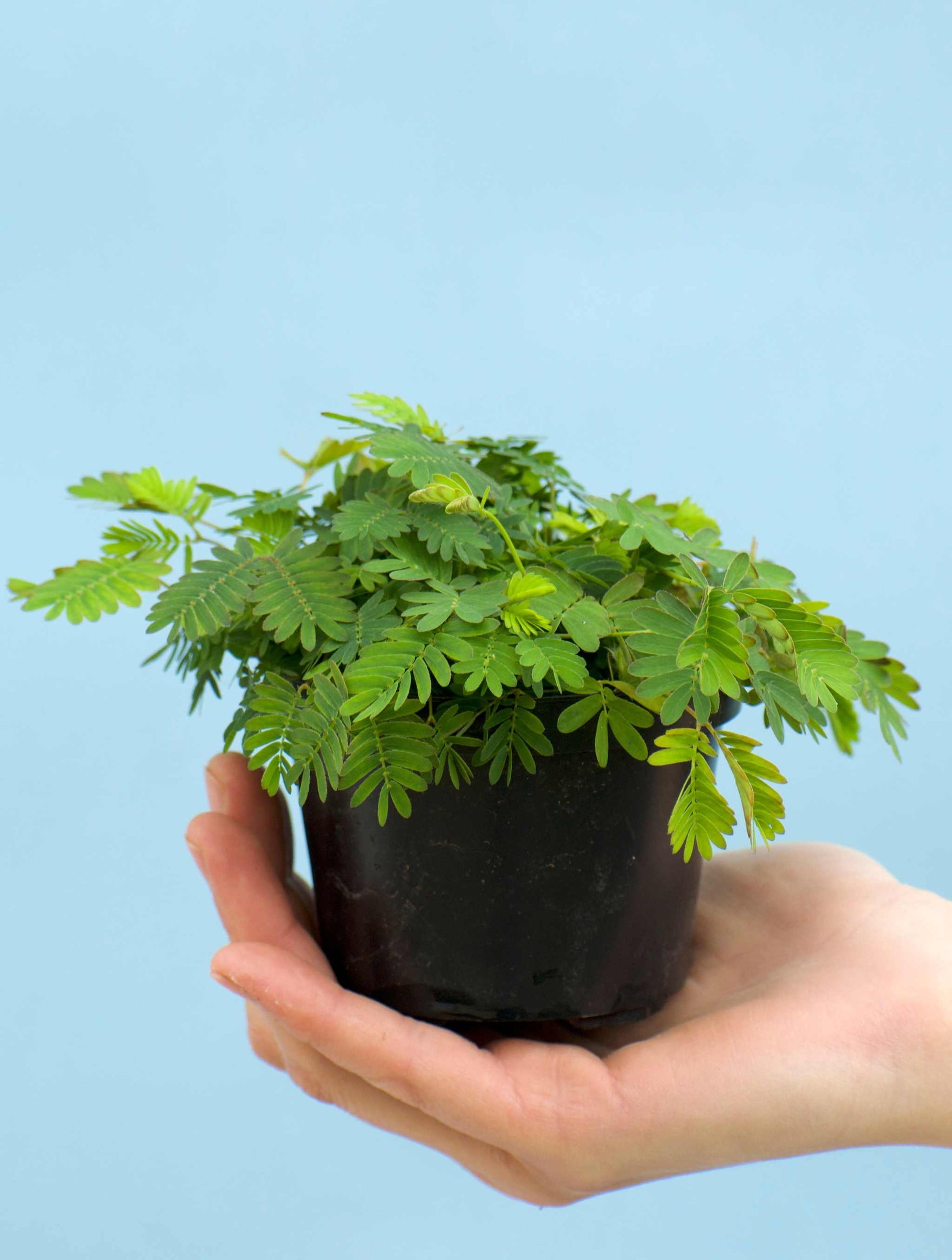 mimosa pudica indoor plant Sensitive 'Mimosa pudica'