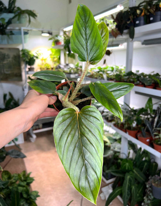 Philodendron serpens