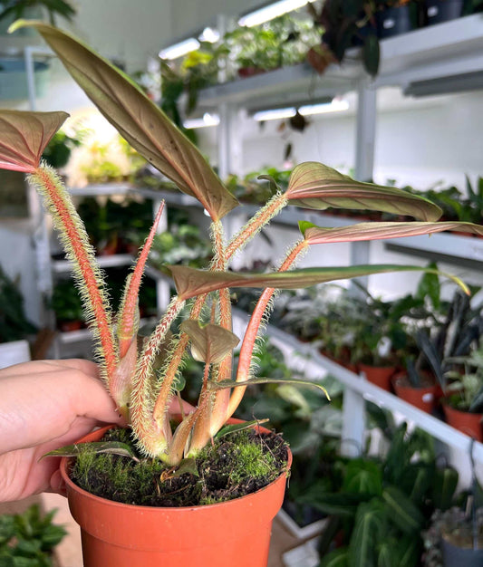 Philodendron serpens