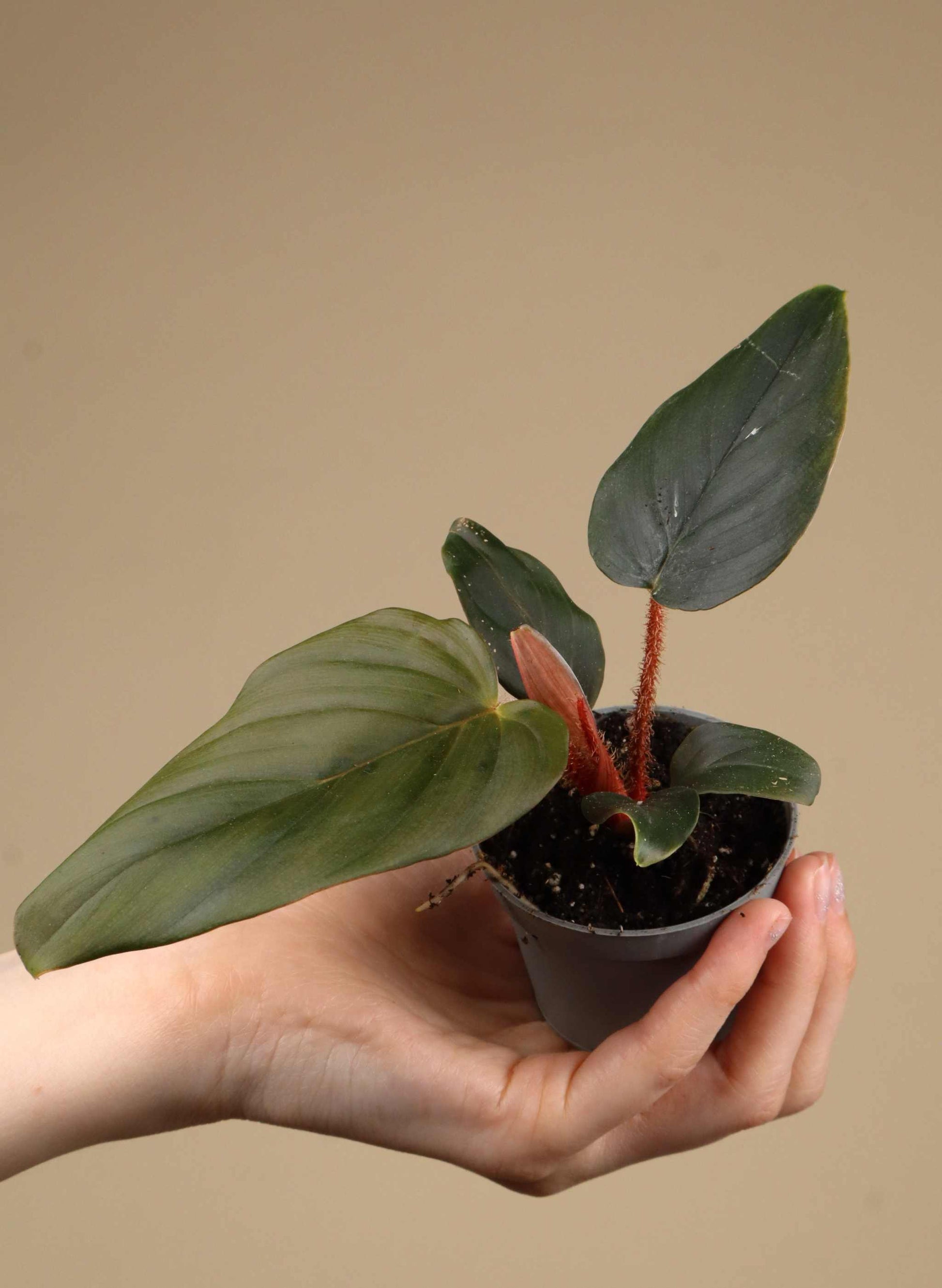 buy philodendron online europe Philodendron Squamiferum x Serpens