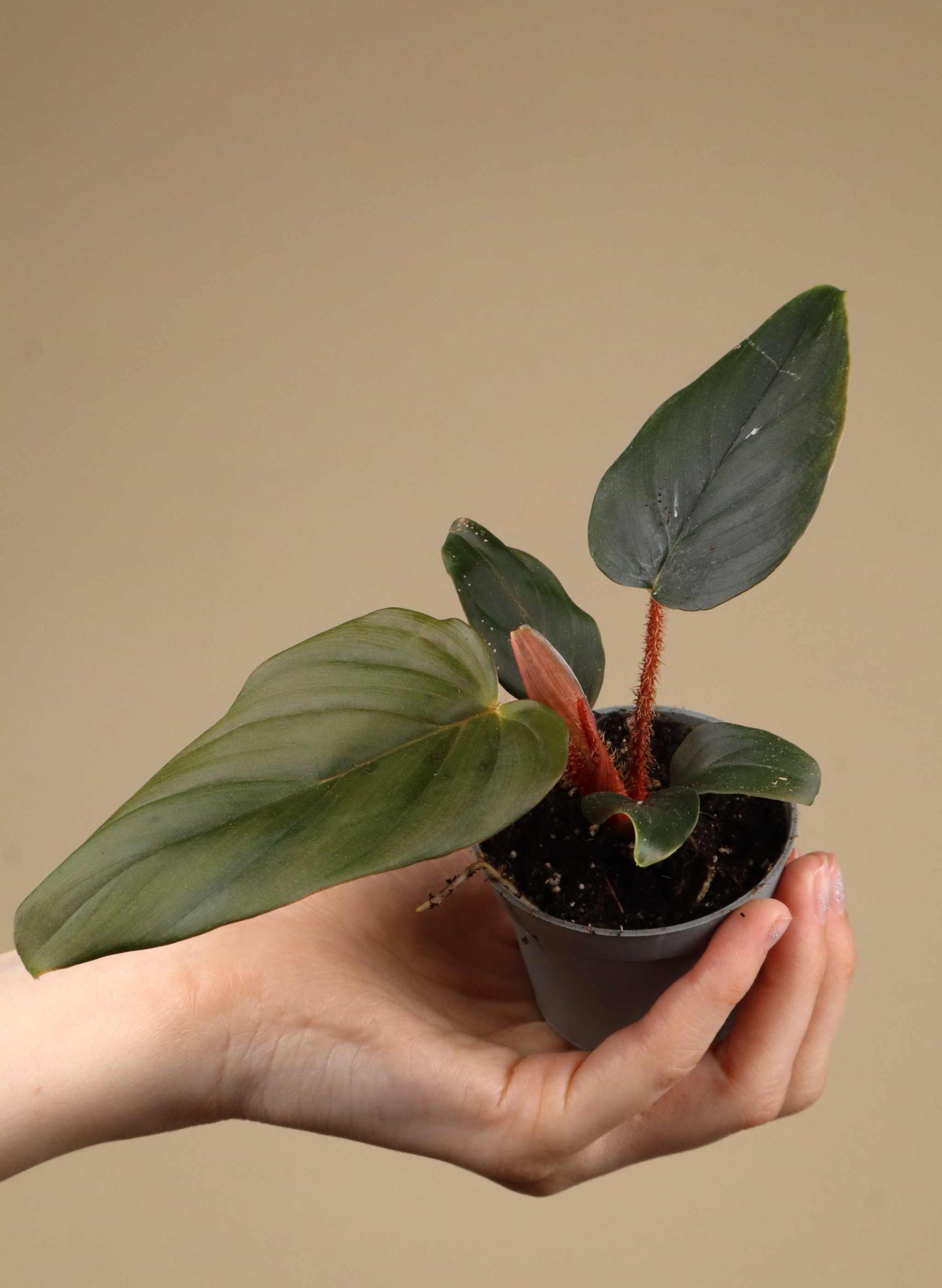 Philodendron Squamiferum x Serpens | Kaufen Sie ungewhnliche Pflanzen  online  Ormbunker
