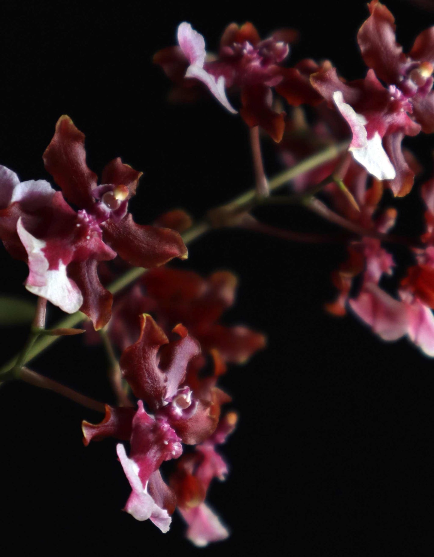 Oncidium 'Sharry Baby'
