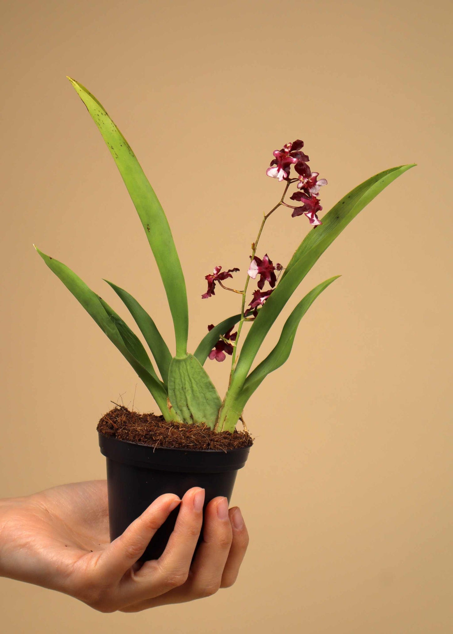 Oncidium 'Sharry Baby'