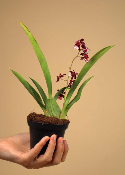 Oncidium 'Sharry Baby'