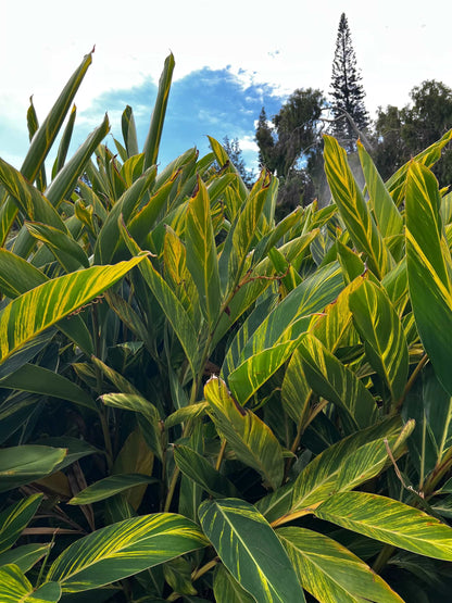 Alpinia zerumbet 'variegata'