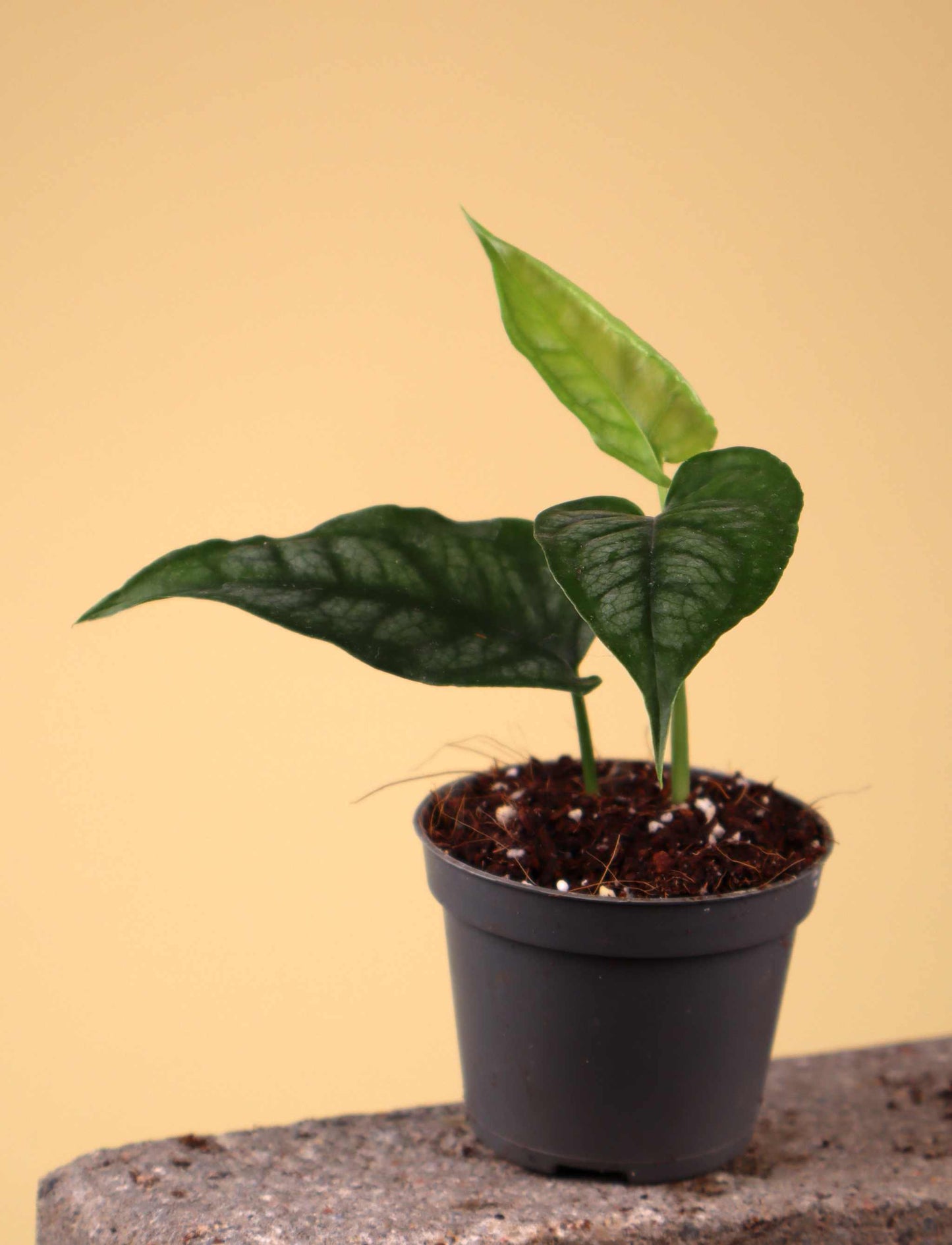 Monstera siltepecana