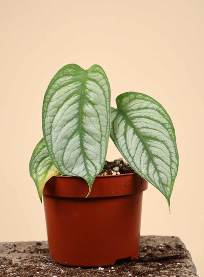 Monstera siltepecana 'El salvador'