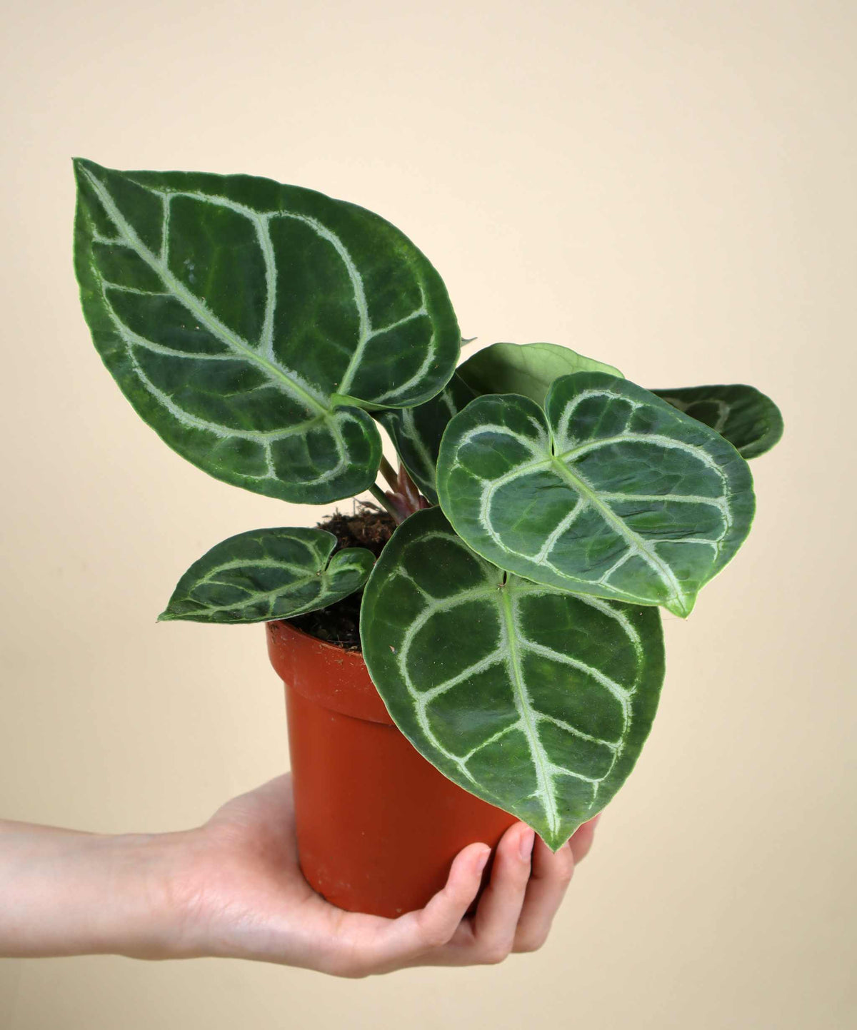 Anthurium Crystalliunum 'Silver Blush'
