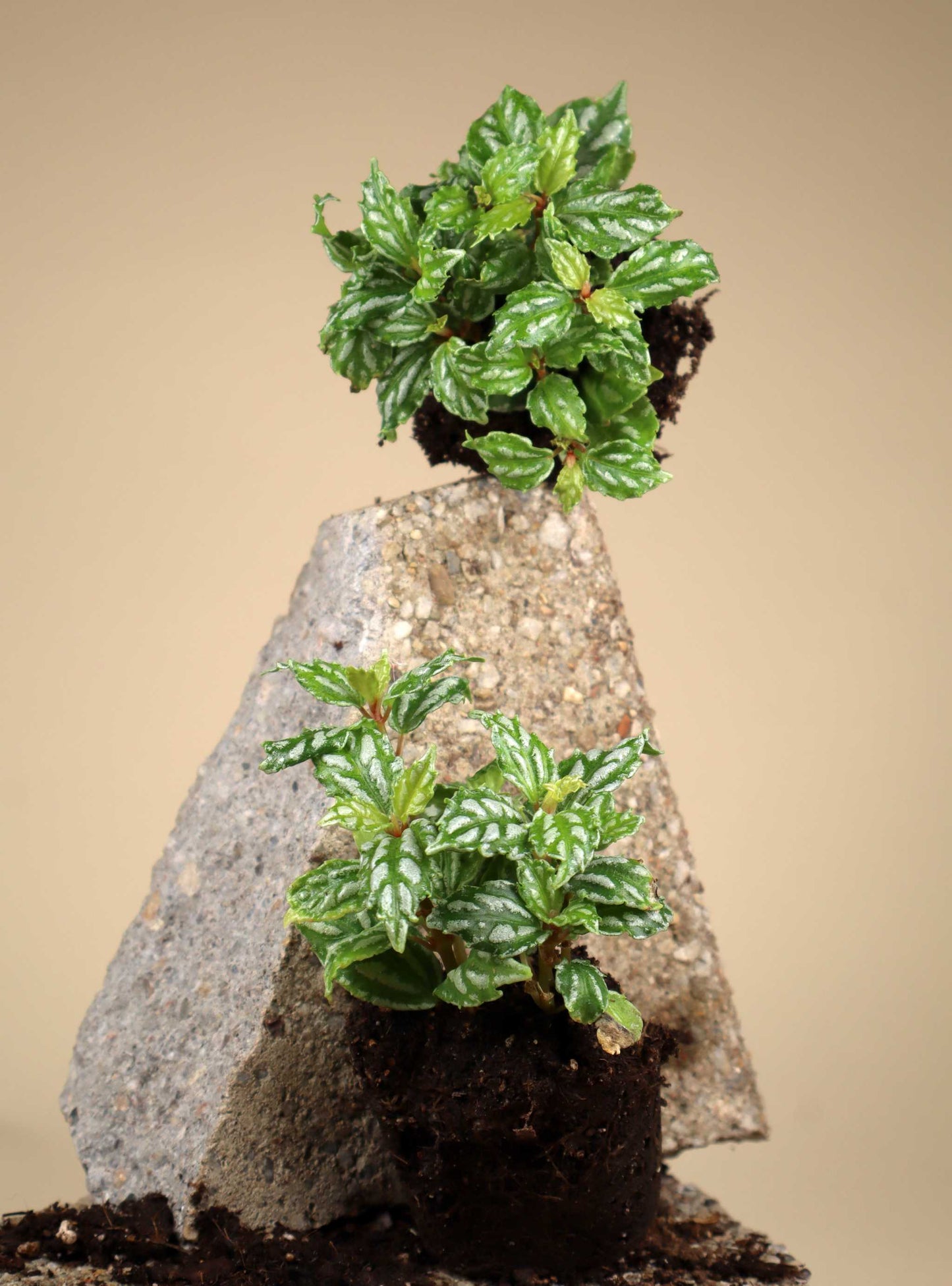 Pilea cadierei 'silverpilea'