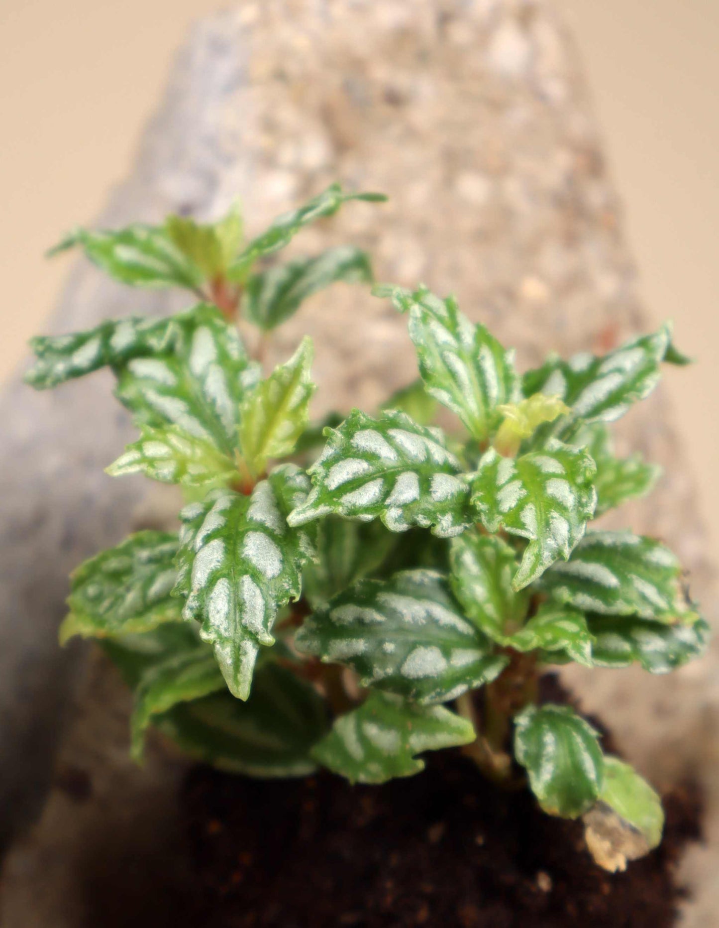 Pilea cadierei 'silverpilea'