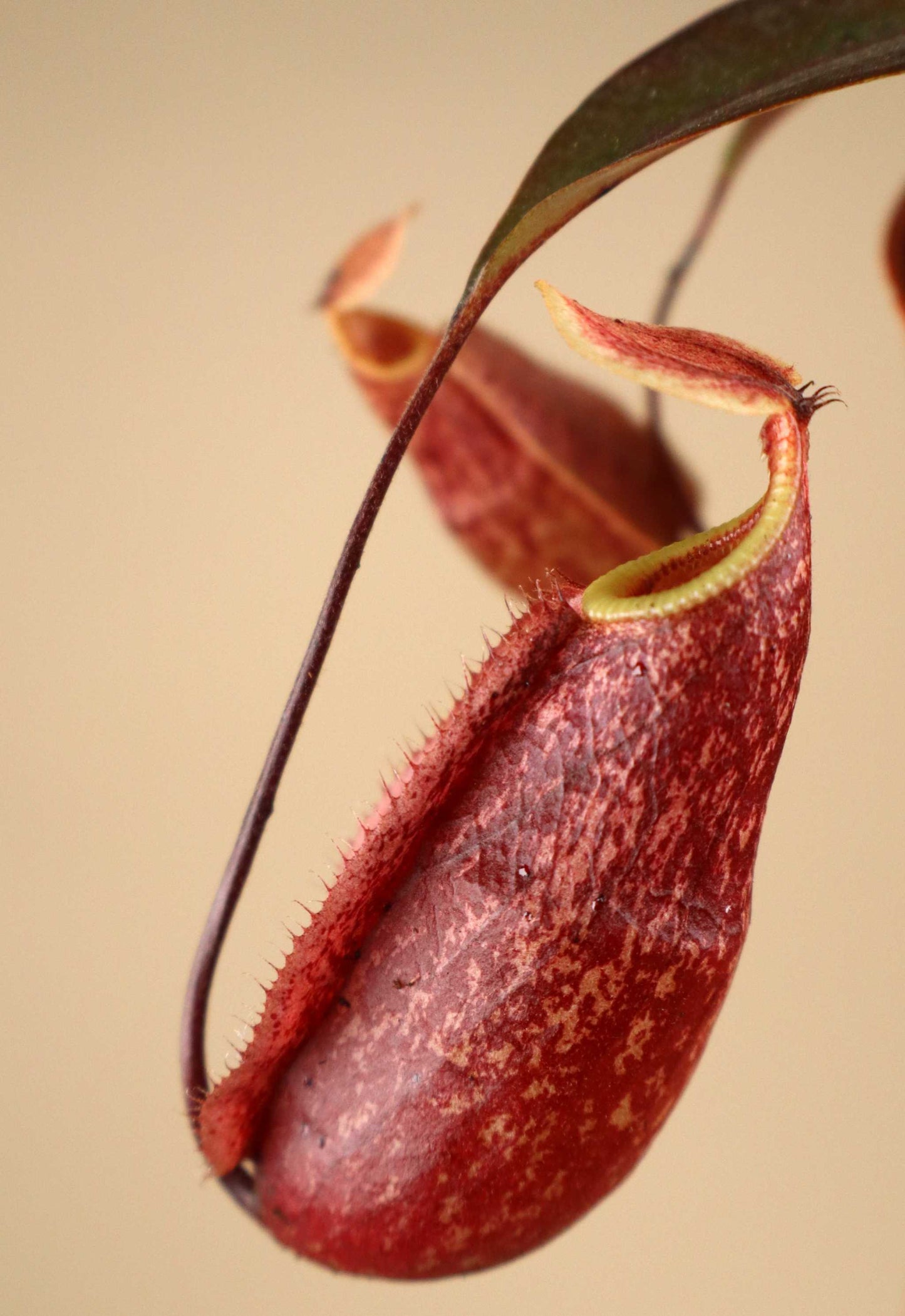Nepenthes × 'Suki'