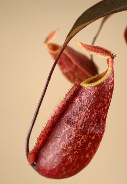Nepenthes × 'Suki'