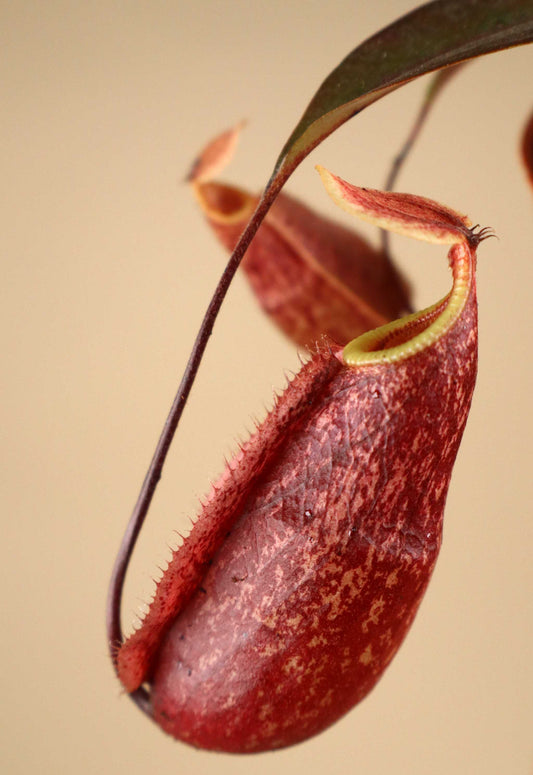 Nepenthes × 'Suki'