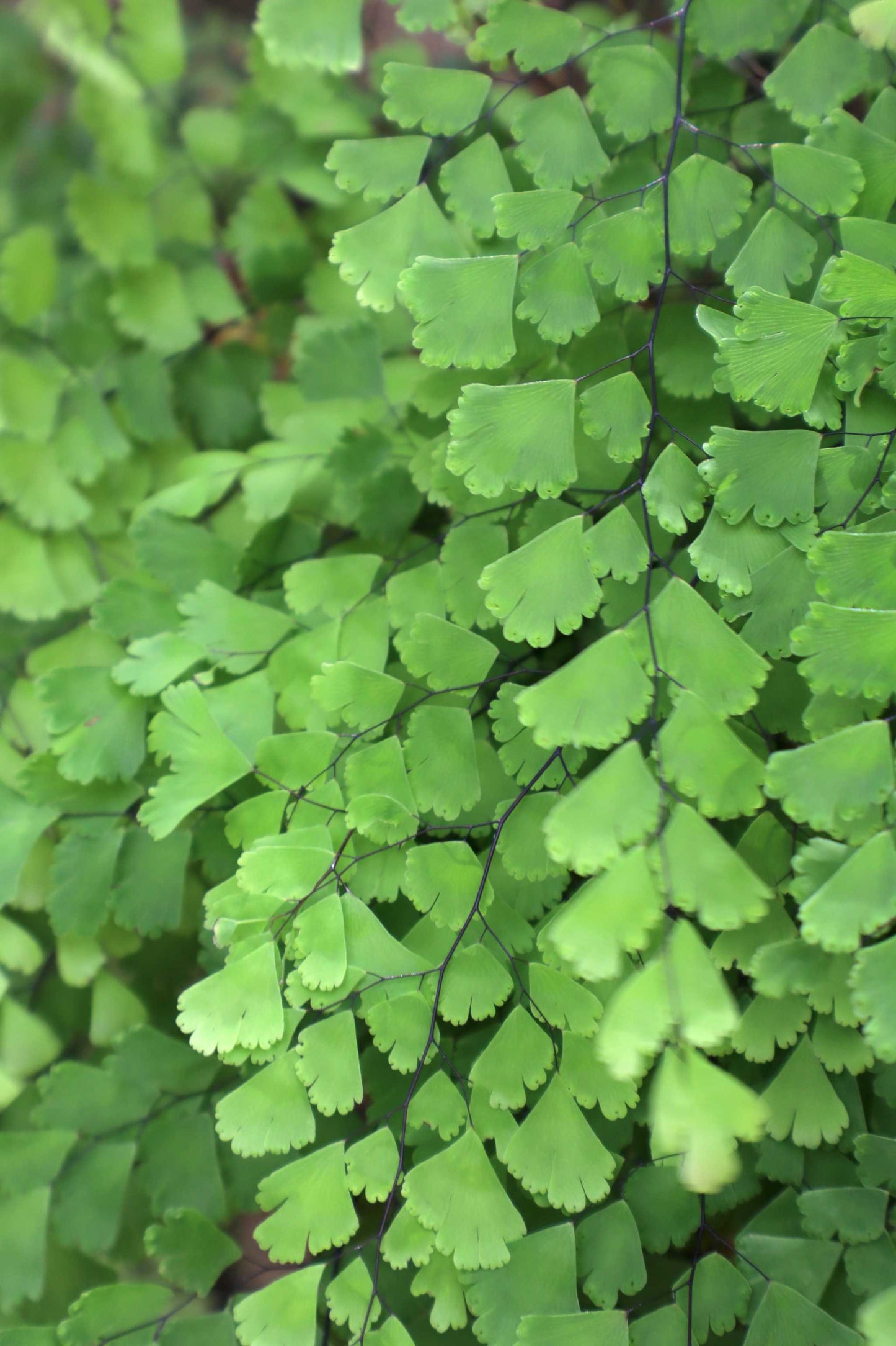 Adiantum raddianum