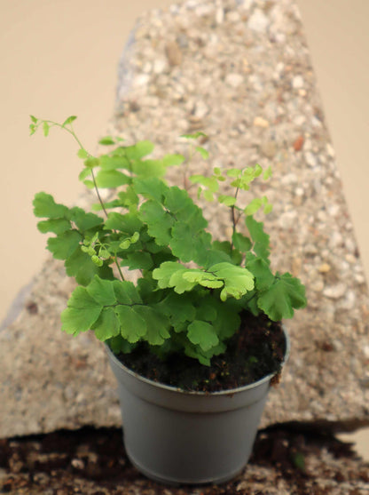 Adiantum raddianum