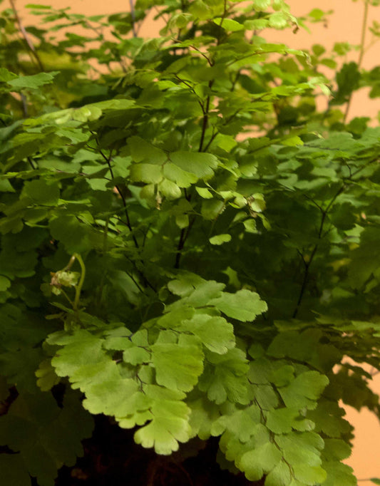 Adiantum raddianum 'snittradianum'