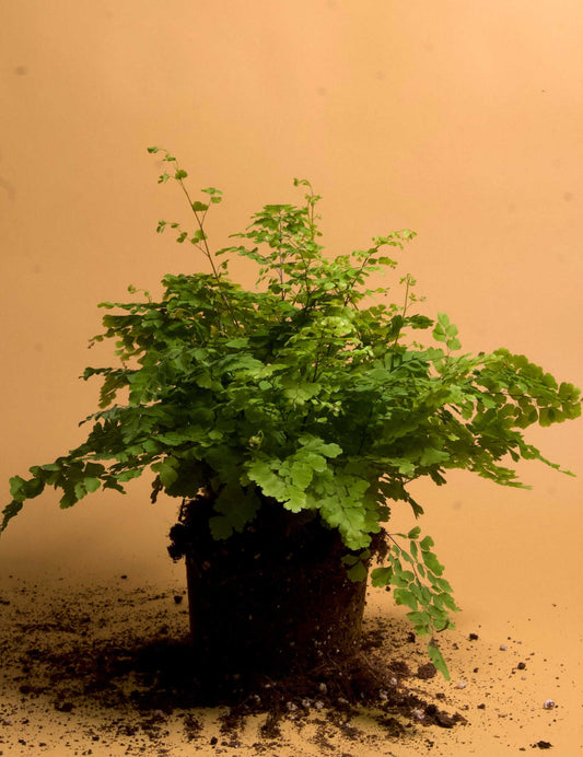 Adiantum raddianum 'snittradianum'