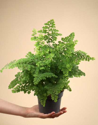 Adiantum raddianum
