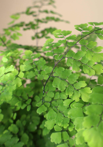 Adiantum raddianum