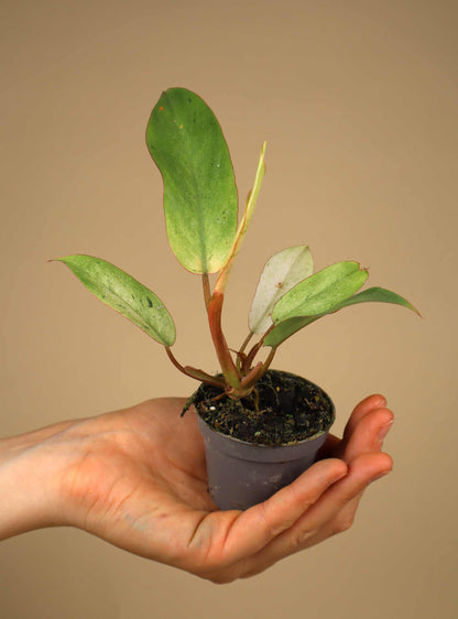 Philodendron 'Snowdrift'