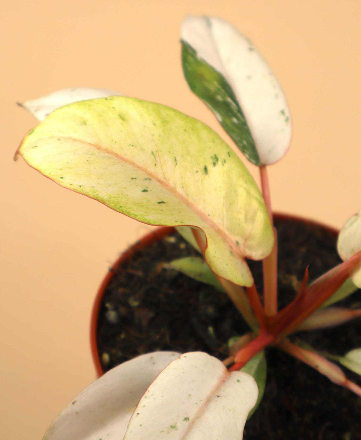 Philodendron 'Snowdrift'