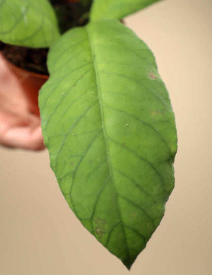 Hoya sp. sabah (RP013)