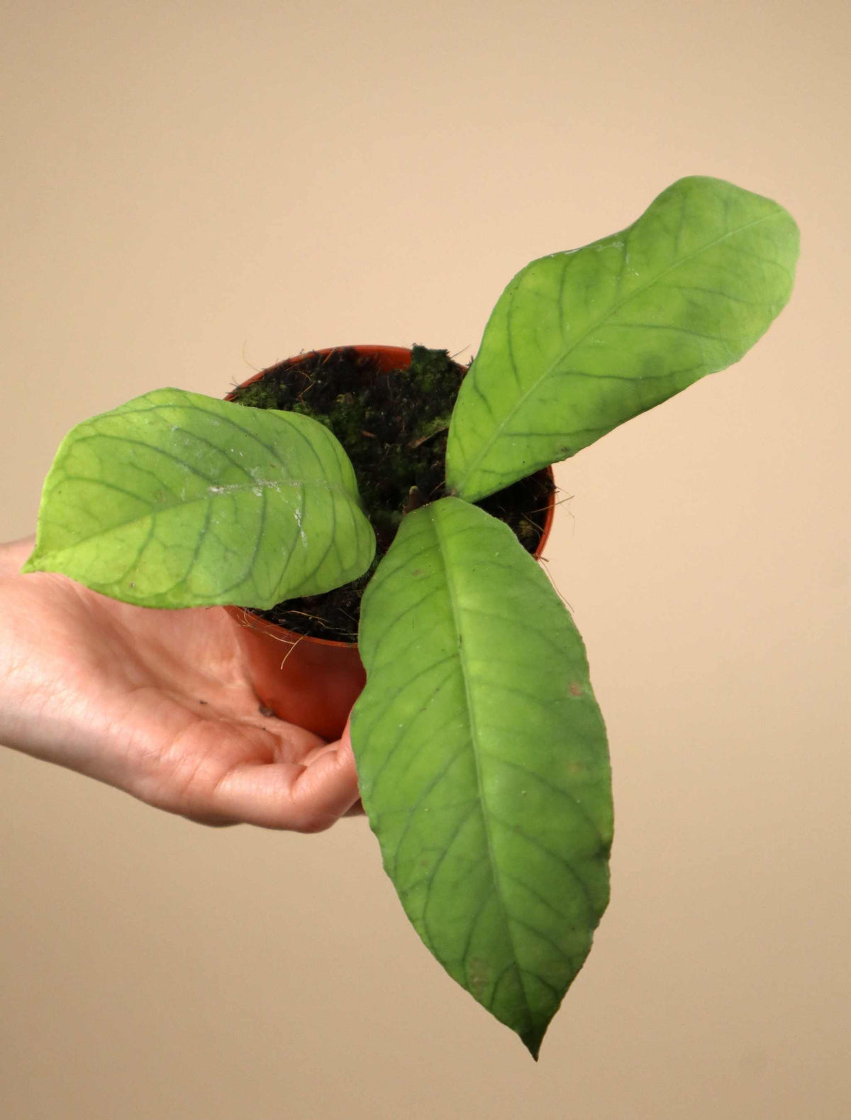 Hoya sp. sabah (RP013)
