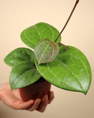 Hoya sp. Sarawak 'cream'