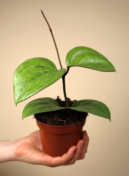 Hoya sp. Sarawak 'cream'