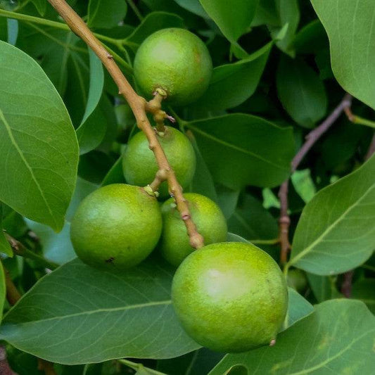 Mamoncillo (Melicoccus bijugatus)