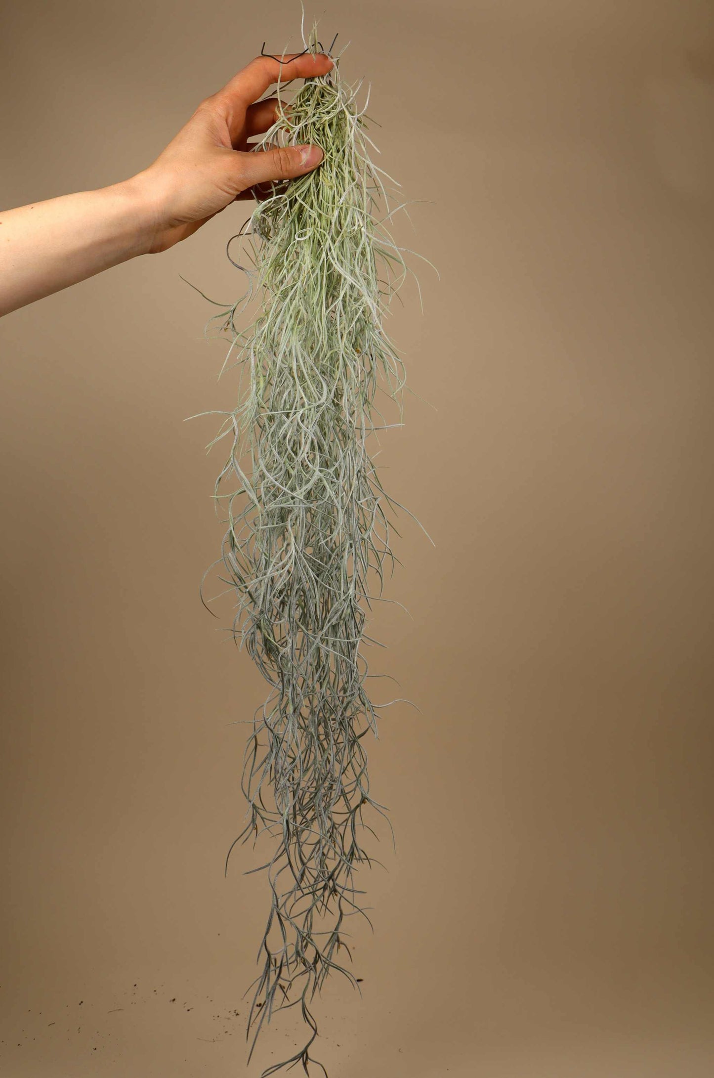 Tillandsia usneoides 'Spanisches Moos'