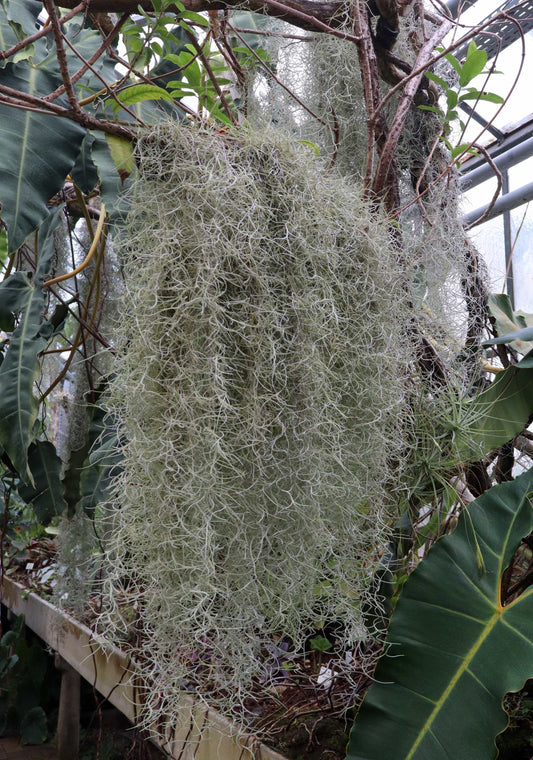 Tillandsia usneoides 'Spanish Moss'