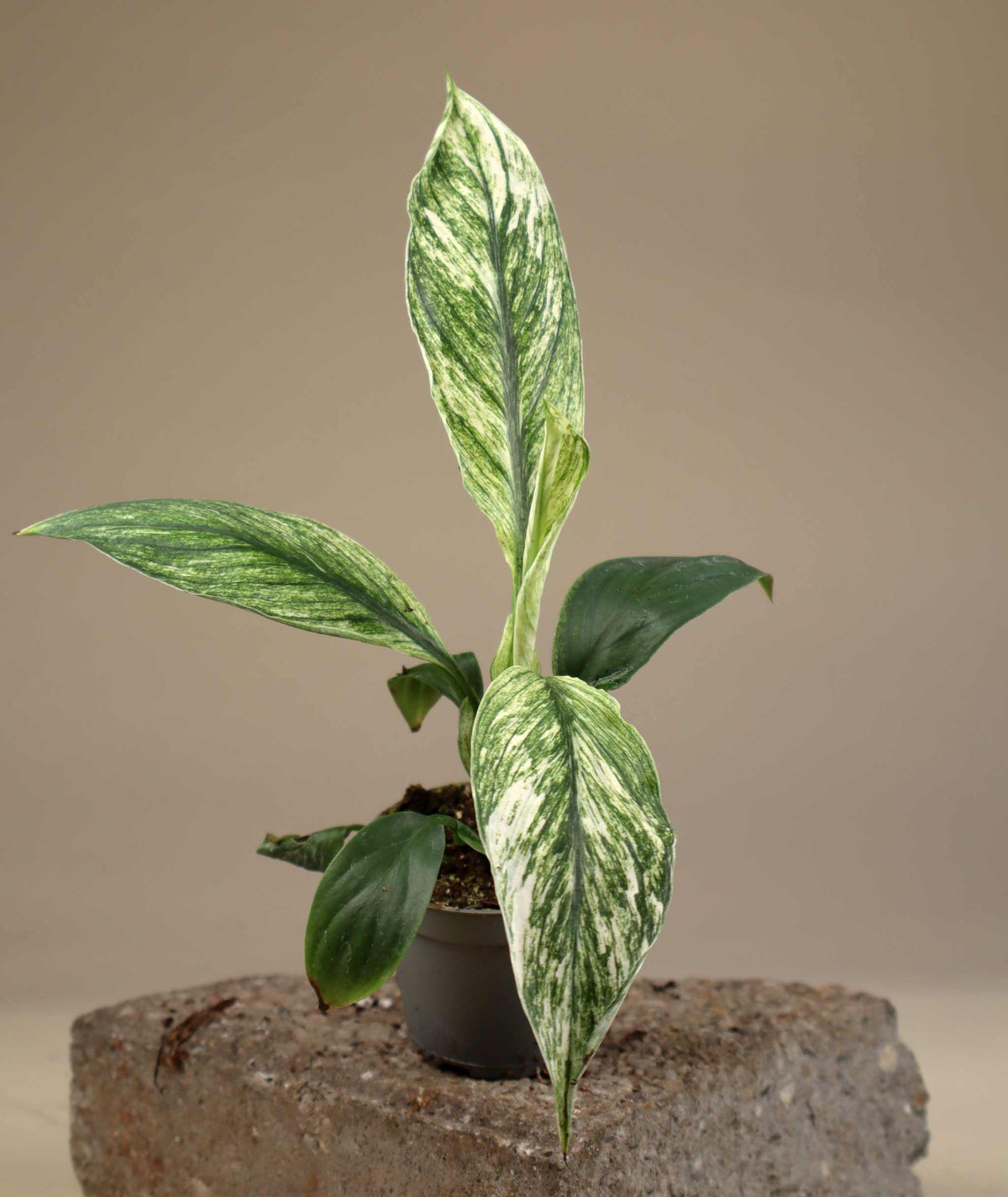 Spathiphyllum 'Sensation' Variegata | Variegerad Fredskalla