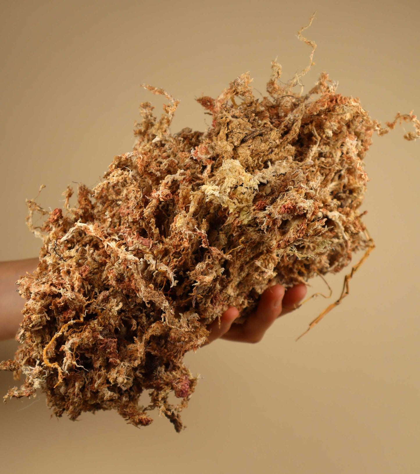 Sphagnum Moss | Chile
