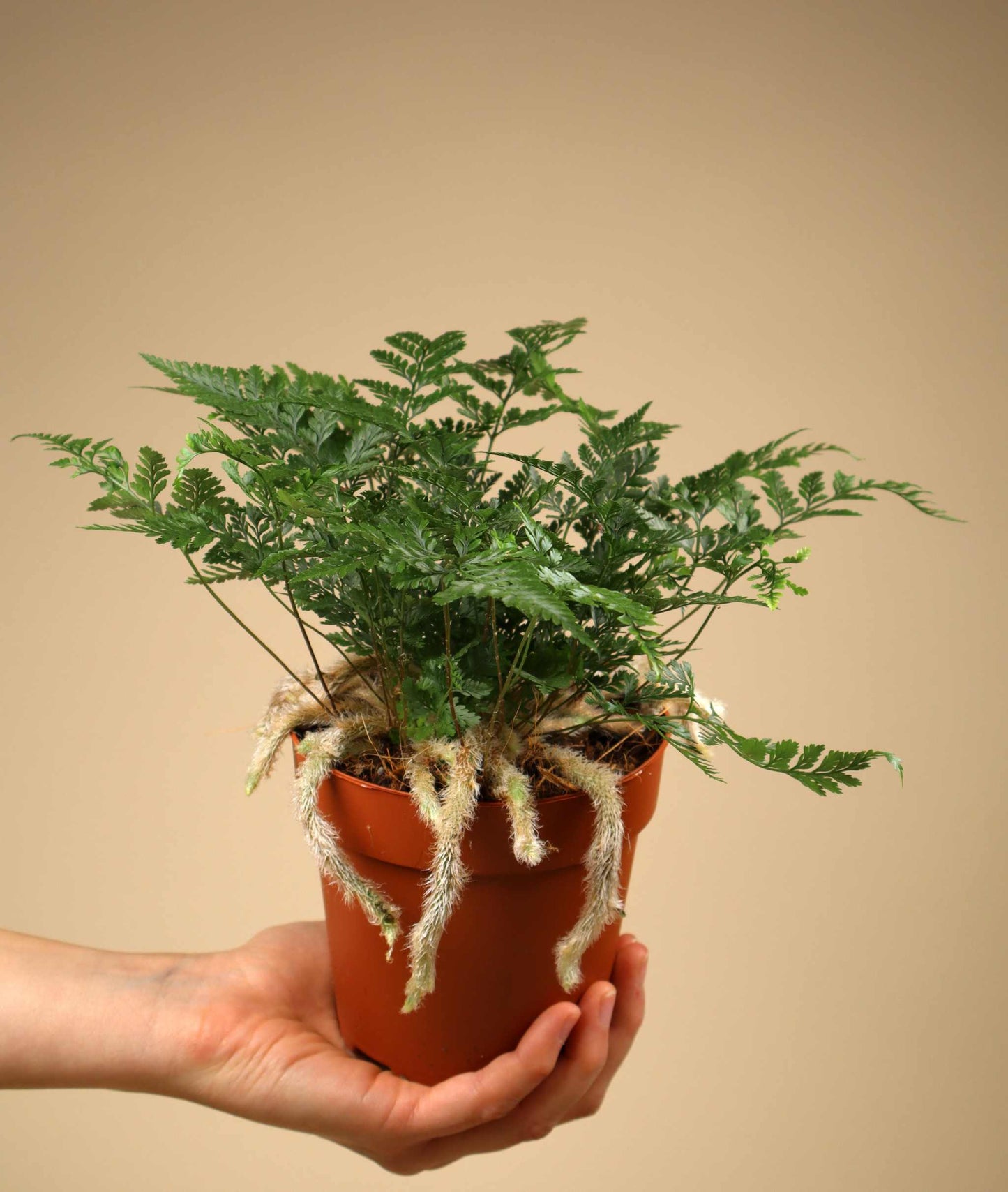 Humata tyermannii 'Spindelbräken'