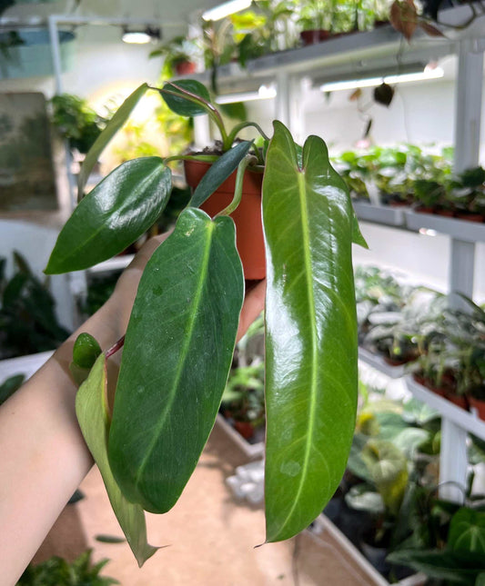 Philodendron spiritus-sancti