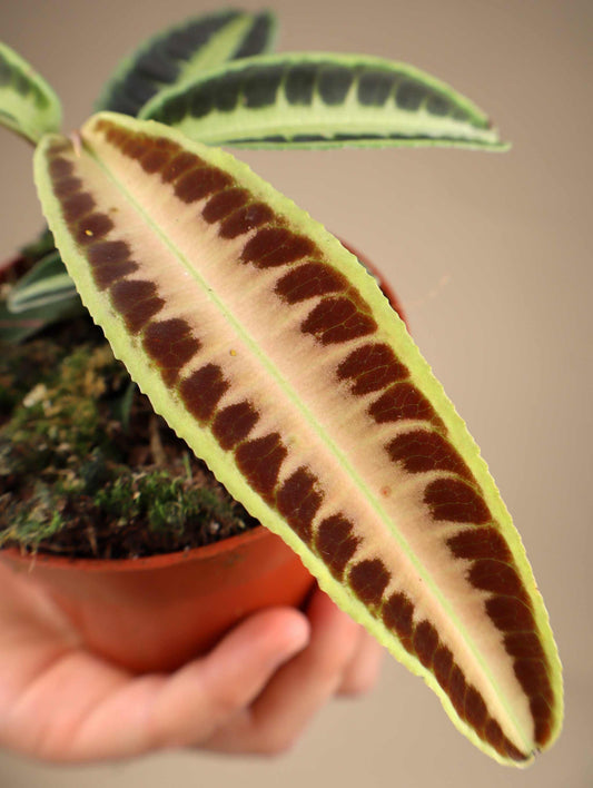 Labisia sp. 'Jambi'