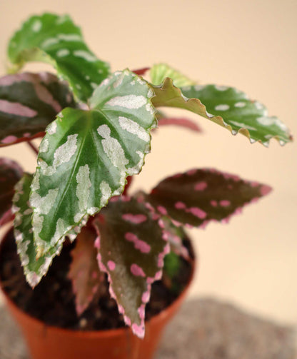 Begonia sp. Julau (type 1)