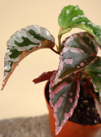 Begonia sp. Julau (type 1)