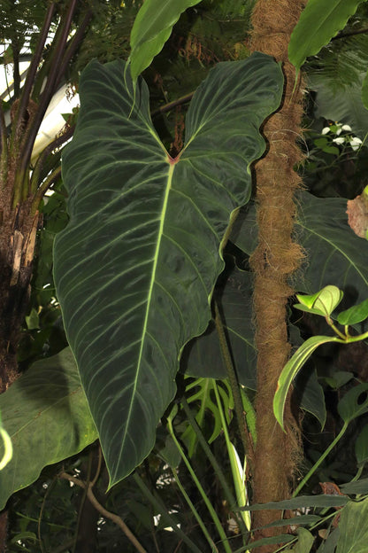 Philodendron splendid (verrucosum x melanochrysum)