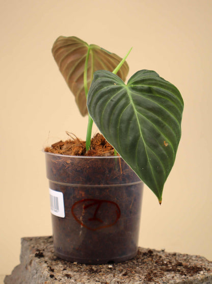 Philodendron splendid (verrucosum x melanochrysum)