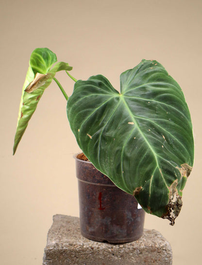 Philodendron splendid (verrucosum x melanochrysum)