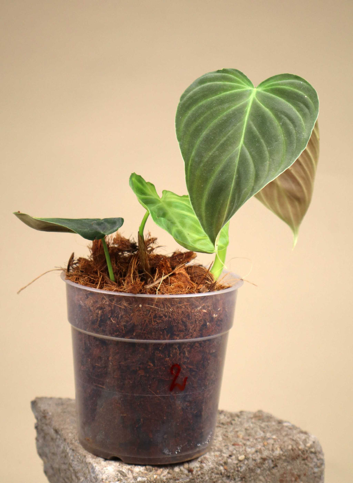 Philodendron splendid (verrucosum x melanochrysum)