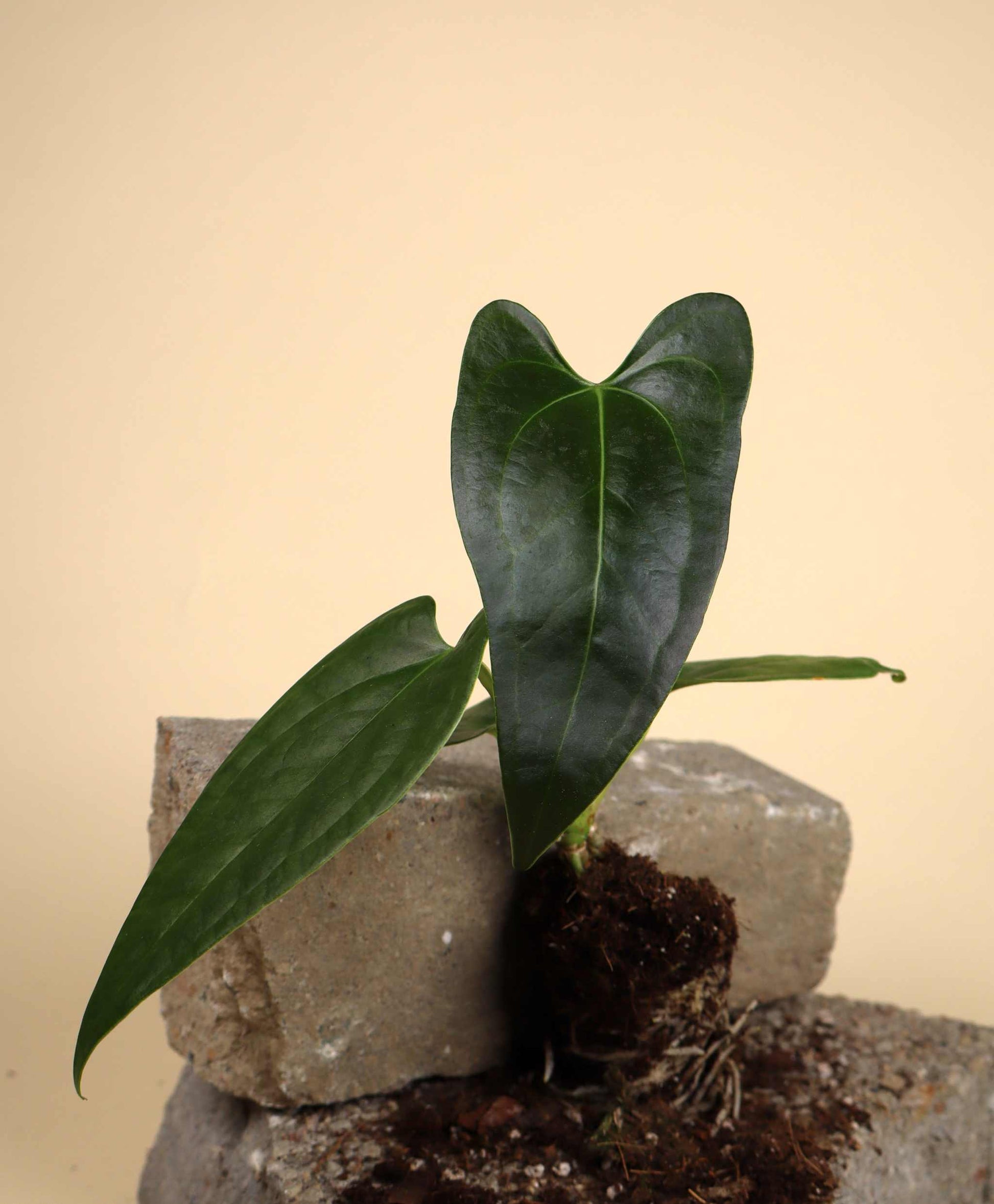 anthurium sp napo super narrow Anthurium sp. Napo – Ormbunker