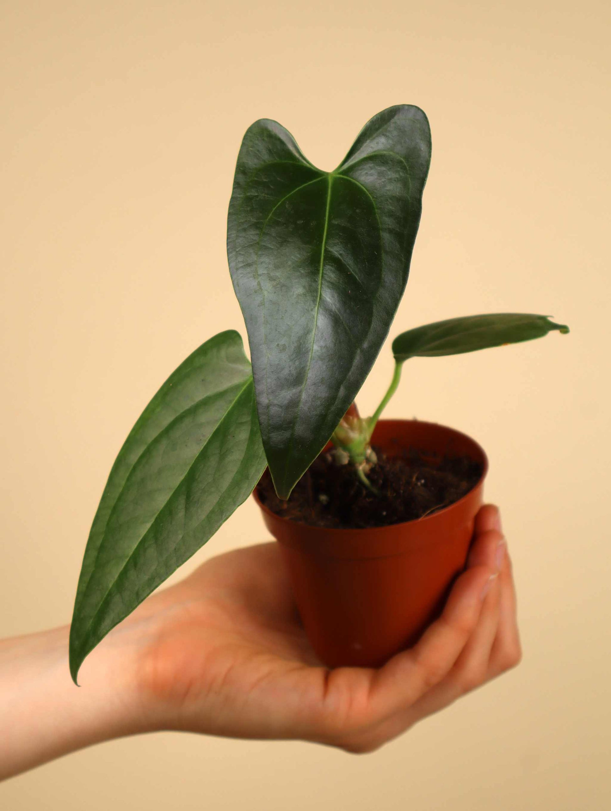 anthurium sp napo Anthurium sp. Napo – Ormbunker