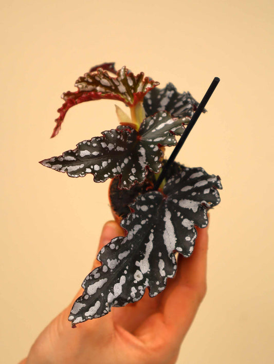 Begonia 'spotlight dark'