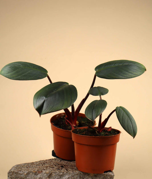 Homalomena 'Red Sumatra'