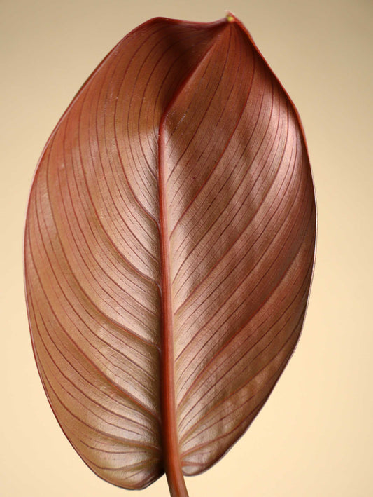 Homalomena 'Red Sumatra'