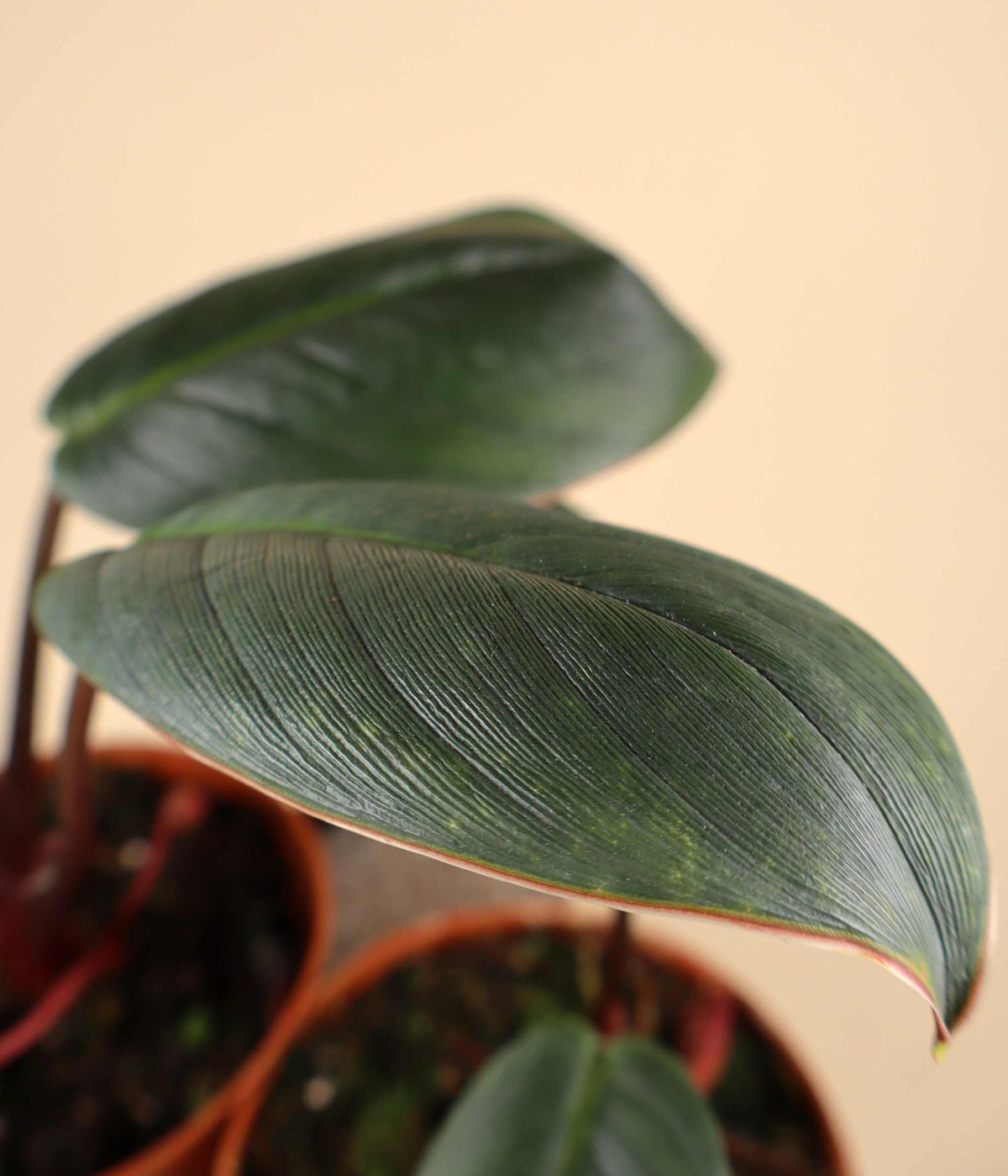 Homalomena 'Red Sumatra'