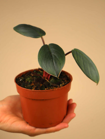 Homalomena 'Red Sumatra'